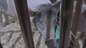 Swine flu from Oakland County fair linked to human case