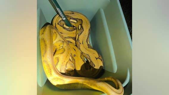 10-foot snake on the loose in Waterford caught by police