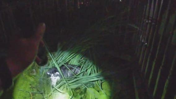 Lost Husky from Traverse City rescued from pond by police in Sterling Heights