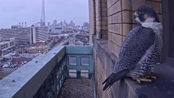 Baby peregrine falcon that nested on Wayne State tower to be released
