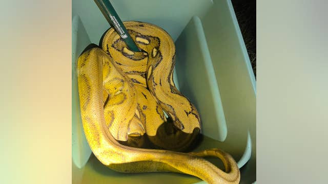 10-foot snake on the loose in Waterford caught by police