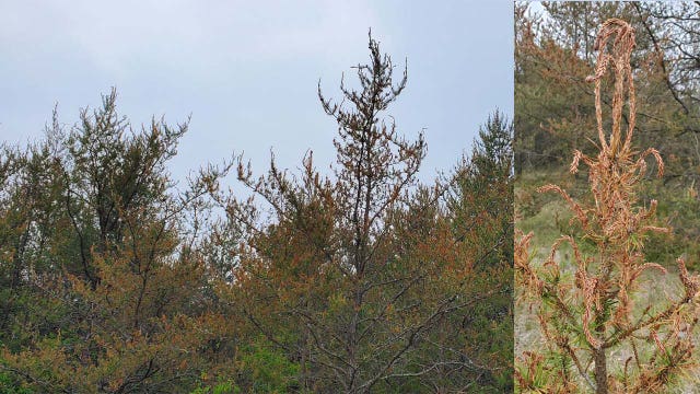 Northern Michigan jack pine the target of budworm caterpillar