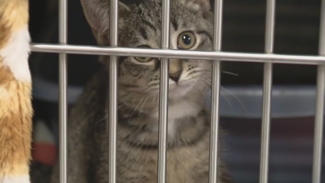 Discovery of more than 50 cats in Brownstown Township home leaves officials in a bind