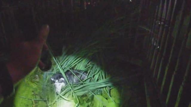 Lost Husky from Traverse City rescued from pond by police in Sterling Heights