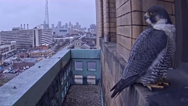 Baby peregrine falcon that nested on Wayne State tower to be released
