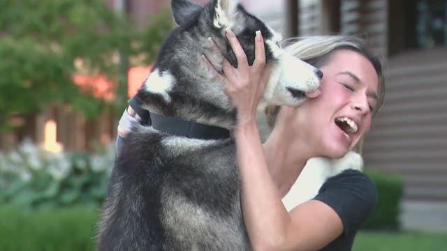 Lost Husky from Traverse City rescued in Sterling Heights reunited with owner