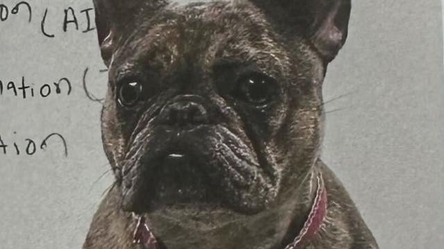 Armed robbers steal man's Merle French bulldog on Detroit's west side