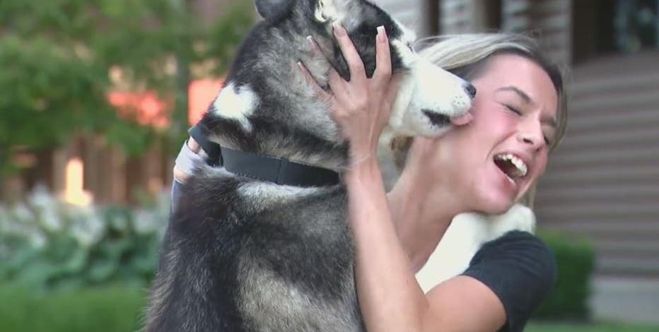 Lost Husky from Traverse City rescued in Sterling Heights reunited with owner
