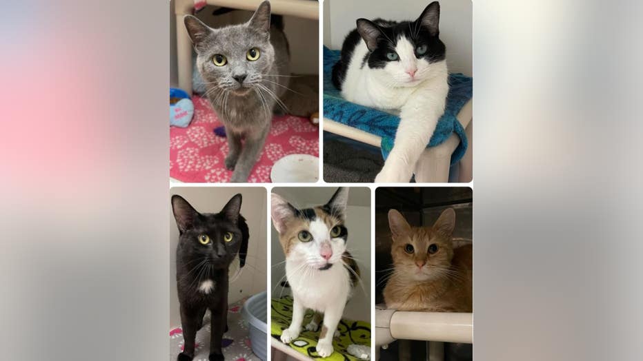 Some of the recovered cats.