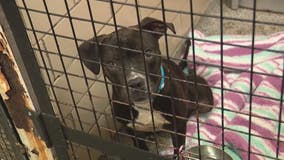 Detroit Animal Care faces urgent overcrowding problem with almost 200 dogs