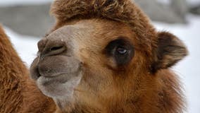 Detroit Zoo announces death of beloved camel Humphrey