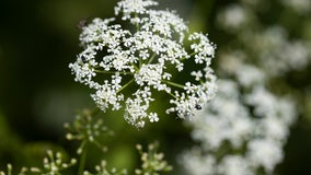 Deadly poison hemlock found in Michigan - what you need to know to stay safe