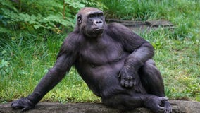 Detroit Zoo welcomes four new gorillas and the public is invited to attend their welcome party