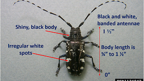 Michigan DNR asks residents to be on the lookout for an invasive Asian longhorned beetle