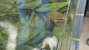 Live frog found sealed inside organic spinach container by Southfield woman