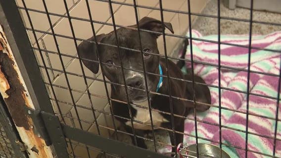 Detroit Animal Care faces urgent overcrowding problem with almost 200 dogs