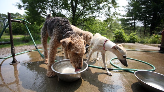 Detroit's Palmer Park to open new dog park on National Dog Day