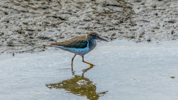 Great Lakes fall shorebird migration - a guide to the species passing through Michigan