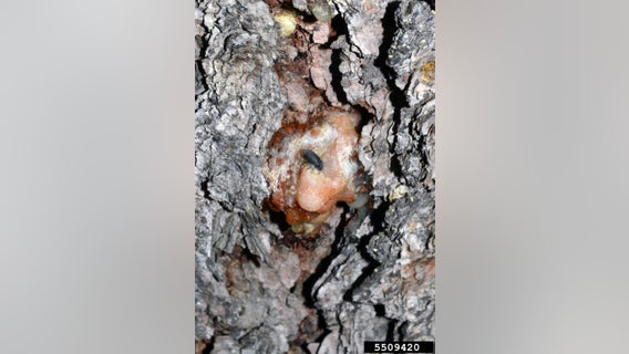 Mountain pine beetle and water-primrose among invasive species to look out for