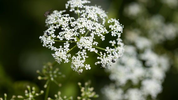 Deadly poison hemlock found in Michigan - what you need to know to stay safe