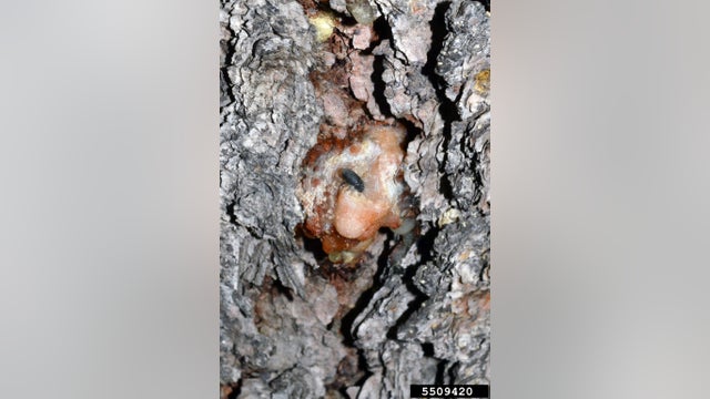 Mountain pine beetle and water-primrose among invasive species to look out for