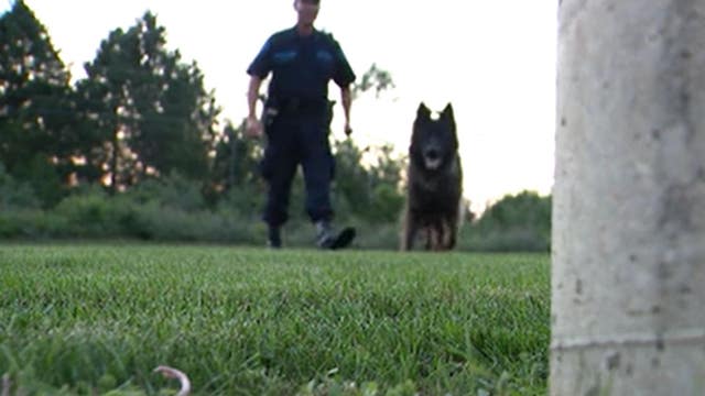 State police trooper and K9 rescue woman lost for days in corn maze after crash