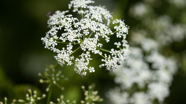 Deadly poison hemlock found in Michigan - what you need to know to stay safe