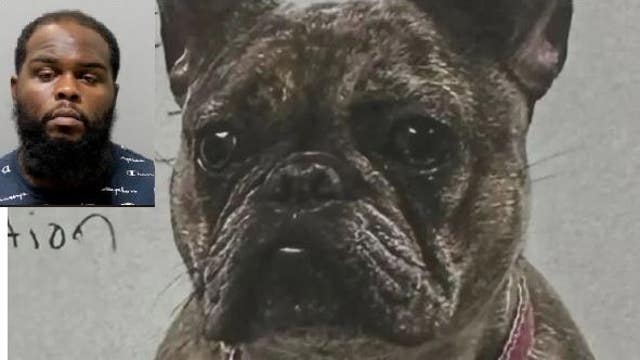 Suspect charged in robbing man, stealing his Merle French bulldog at gunpoint