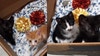 Cuddle kittens that were born inside a Detroit bookstore