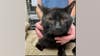 17 cats discovered abandoned outside Ann Arbor apartment complex