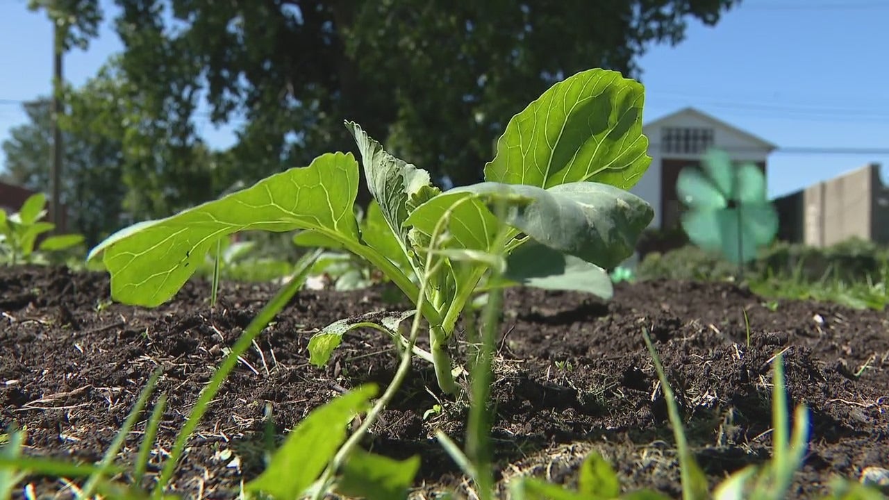 Detroit’s urban farmers look to jump-start city’s food economy