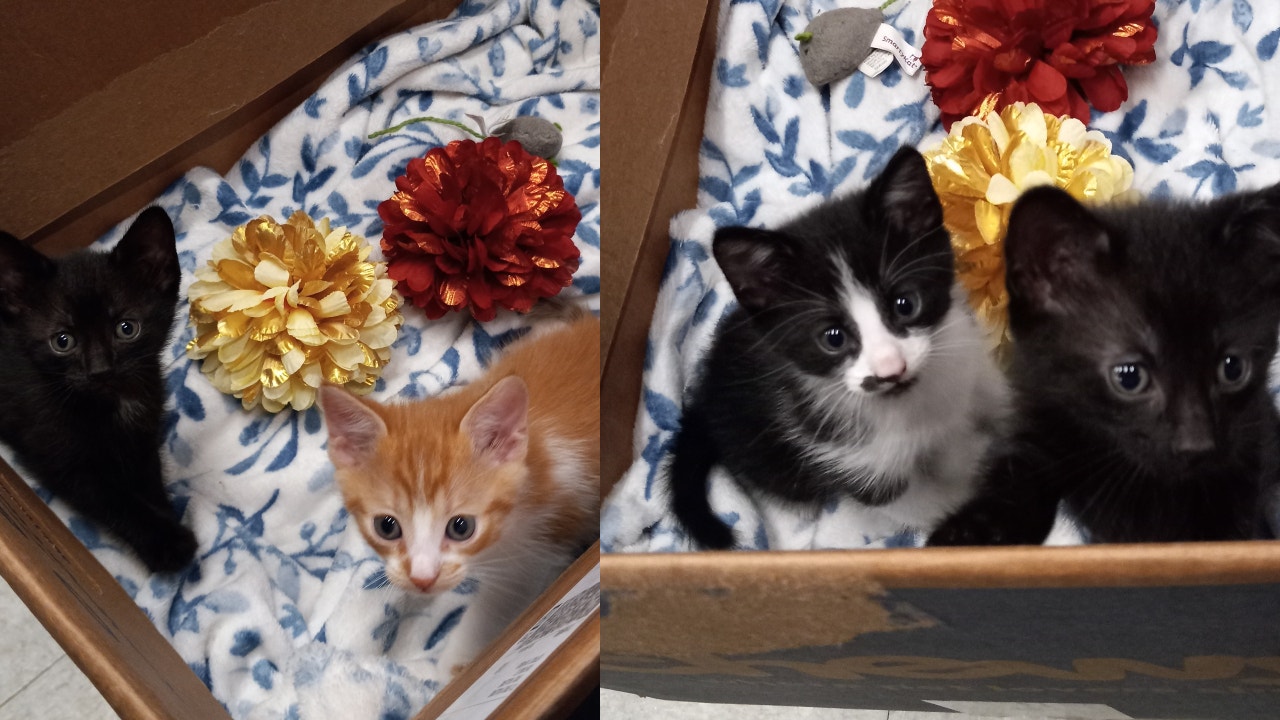 Cuddle kittens that were born inside a Detroit bookstore