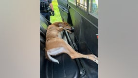 Injured deer saved and transported to vet by Shelby Township Police
