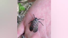 Spotted Lanternfly sightings most common during late summer, early fall