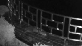 Watch: Otter steals $125K worth of fish from hotel ponds