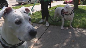 Grosse Pointe Shores votes to ban pit bulls after dog attack earlier in spring