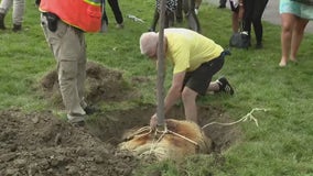 75,000 more trees coming to Detroit