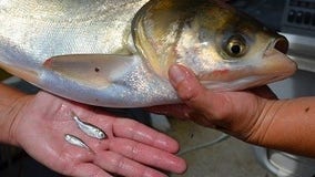 Asian carp DNA found in southwest Michigan marina