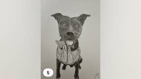 Sheriff's office auctioning dog photos drawn by inmates to benefit Genesee County animal shelter