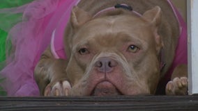 Pit bulls banned in Grosse Pointe Shores after dog attack