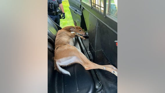 Injured deer saved and transported to vet by Shelby Township Police