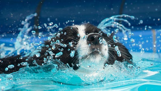 Take your dog swimming at Waterford Oaks Wave Pool