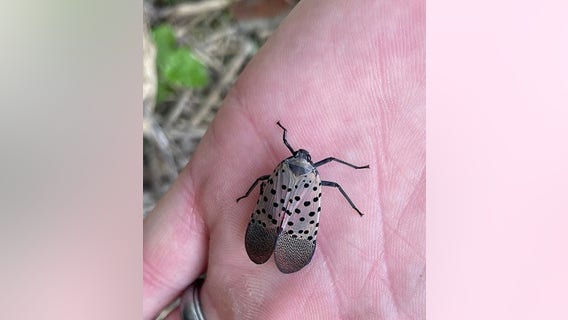 Spotted Lanternfly sightings most common during late summer, early fall