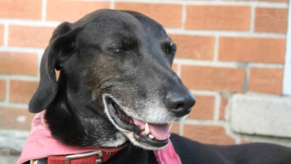 Dog-friendly 5K coming to Detroit - how to register