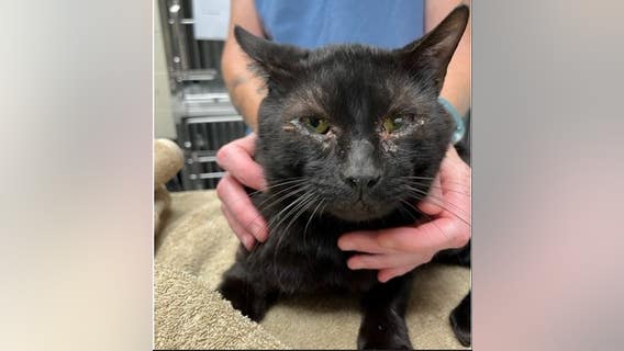 17 cats discovered abandoned outside Ann Arbor apartment complex