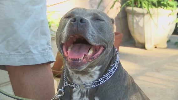 Michigan Humane reacts to Grosse Pointe Shores pit bull ban, says it will move annual event from city
