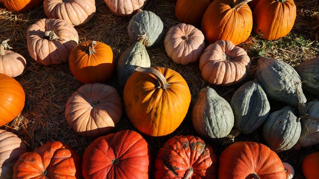 Brews and Boos Fest, Great Fall Festival, and more things to do this weekend in Metro Detroit