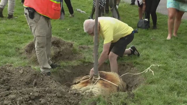 75,000 more trees coming to Detroit