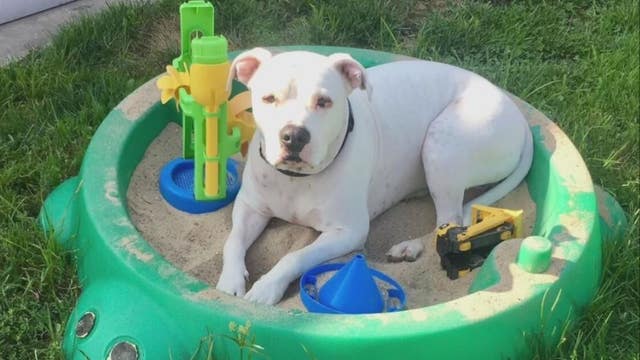 New Boston woman's dog fatally shot after getting out of backyard
