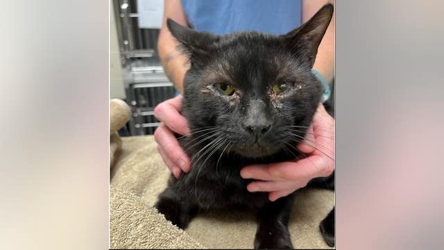 17 cats discovered abandoned outside Ann Arbor apartment complex